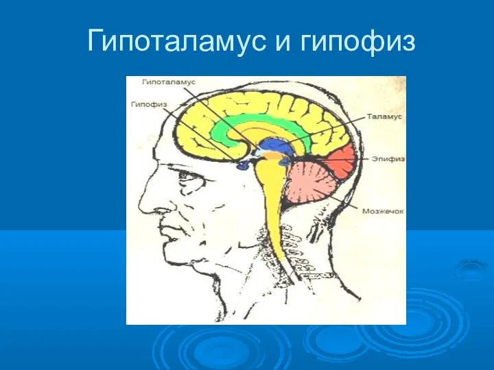 Гипоталамус и гипофиз