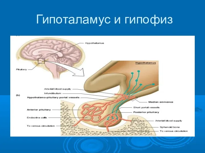 Гипоталамус и гипофиз