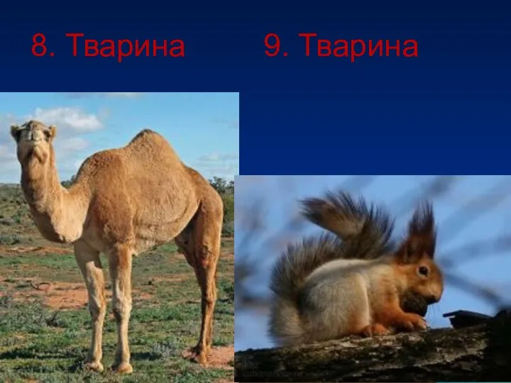 8. Тварина 9. Тварина