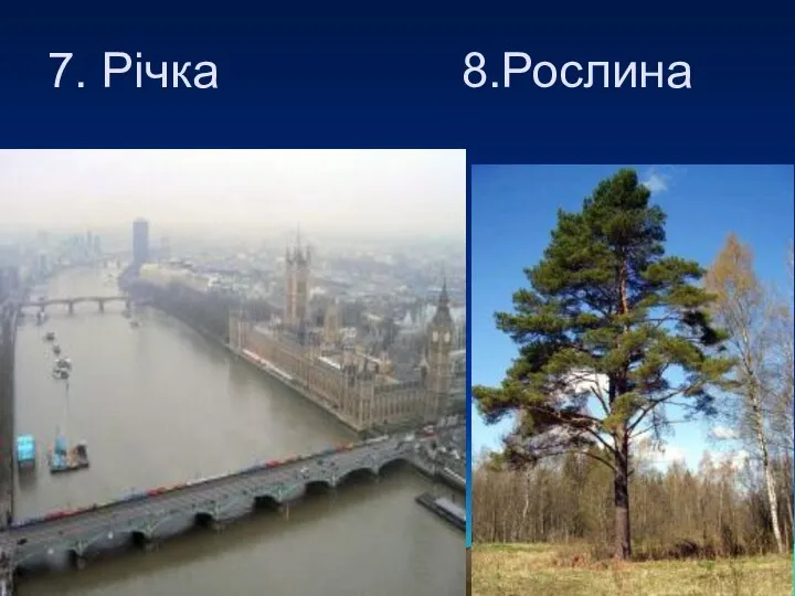 7. Річка 8.Рослина