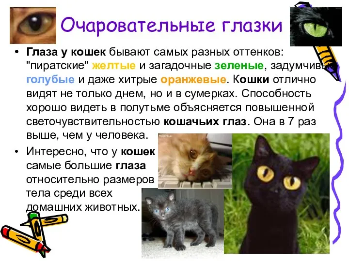 Очаровательные глазки Глаза у кошек бывают самых разных оттенков: "пиратские" желтые и