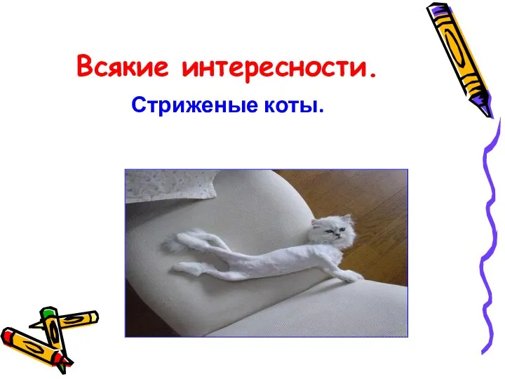 Всякие интересности. Стриженые коты.