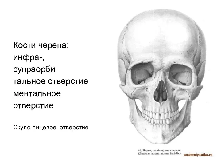 Кости черепа: инфра-, супраорби тальное отверстие ментальное отверстие Скуло-лицевое отверстие