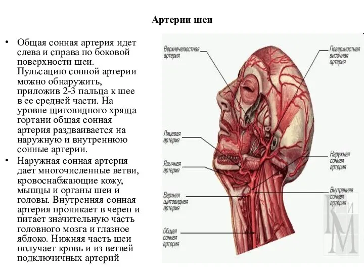 Артерии шеи Общая сонная артерия идет слева и справа по боковой поверхности