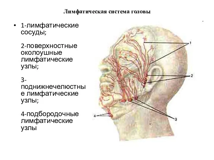 Лимфатическая система головы 1-лимфатические сосуды; 2-поверхностные околоушные лимфатические узлы; 3-поднижнечелюстные лимфатические узлы; 4-подбородочные лимфатические узлы