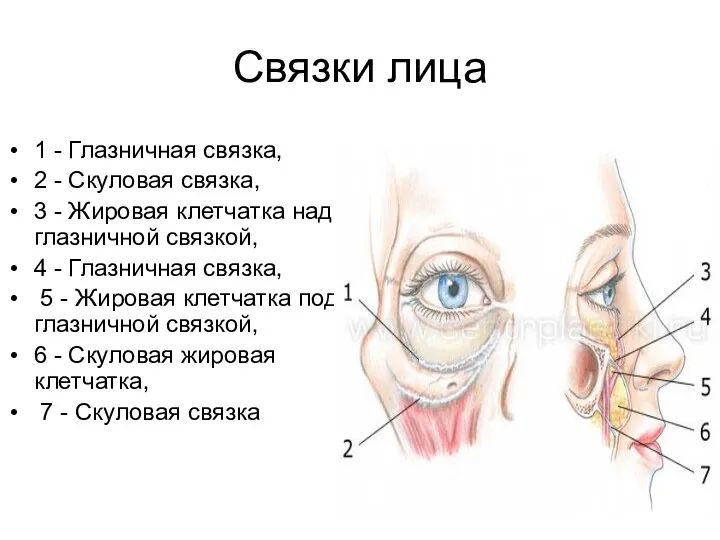 Связки лица 1 - Глазничная связка, 2 - Скуловая связка, 3 -