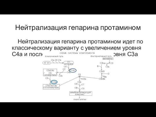 Нейтрализация гепарина протамином Нейтрализация гепарина протамином идет по классическому варианту с увеличением