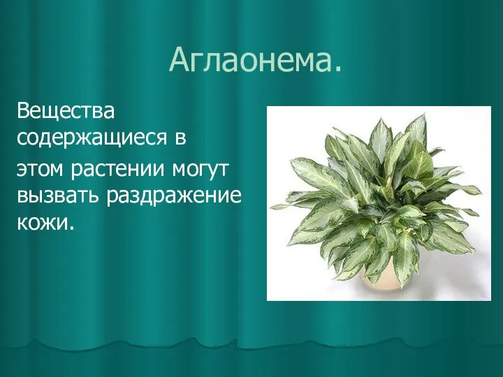 Аглаонема. Вещества содержащиеся в этом растении могут вызвать раздражение кожи.