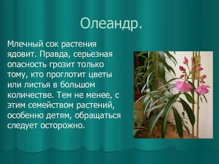 Олеандр. Млечный сок растения ядовит. Правда, серьезная опасность грозит только тому, кто