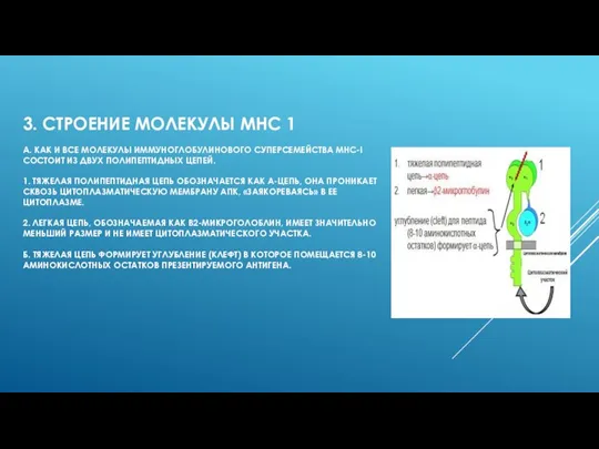 3. СТРОЕНИЕ МОЛЕКУЛЫ МНС 1 А. КАК И ВСЕ МОЛЕКУЛЫ ИММУНОГЛОБУЛИНОВОГО СУПЕРСЕМЕЙСТВА