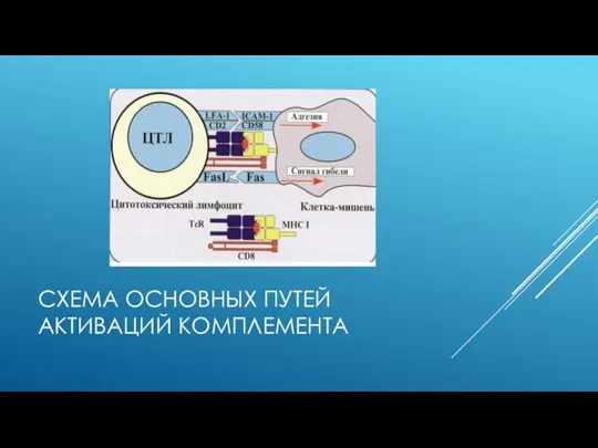 СХЕМА ОСНОВНЫХ ПУТЕЙ АКТИВАЦИЙ КОМПЛЕМЕНТА