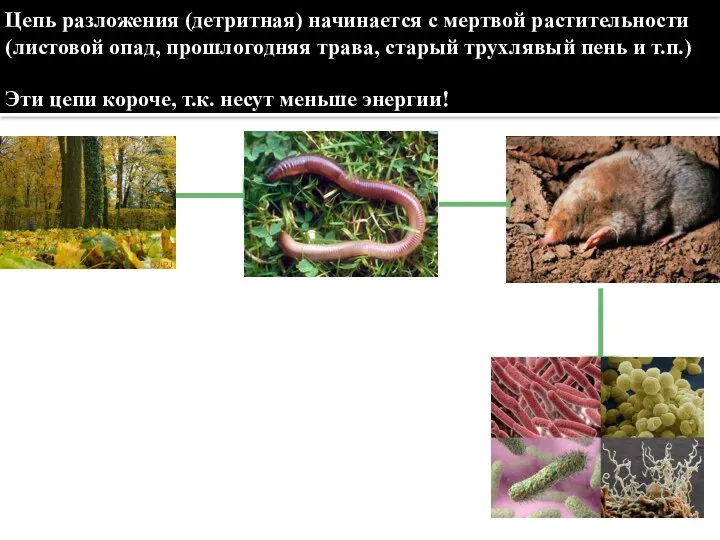 Цепь разложения (детритная) начинается с мертвой растительности (листовой опад, прошлогодняя трава, старый