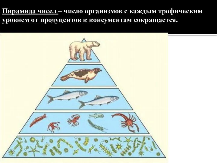 Пирамида чисел – число организмов с каждым трофическим уровнем от продуцентов к консументам сокращается.