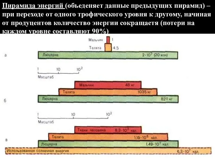 Пирамида энергий (объеденяет данные предыдущих пирамид) – при переходе от одного трофического