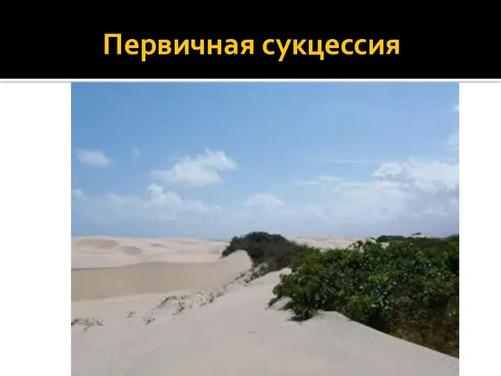 Первичная сукцессия