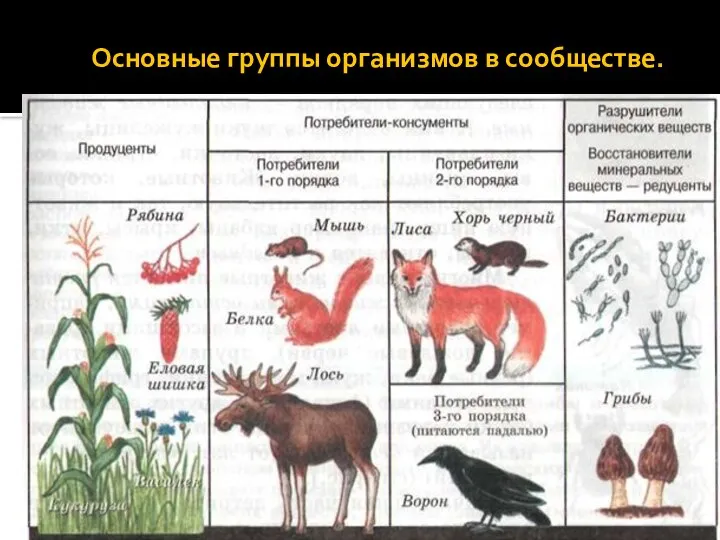 Основные группы организмов в сообществе.