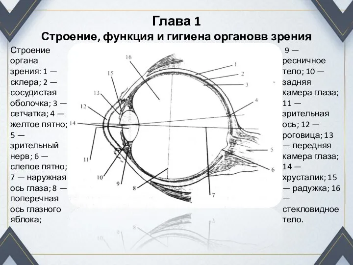 Глава 1 Строение, функция и гигиена органовв зрения 9 — ресничное тело;