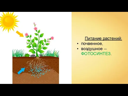 Питание растений: почвенное, воздушное — ФОТОСИНТЕЗ.