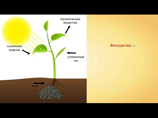 солнечная энергия углекислый газ вода Органические вещества Фотосинтез —