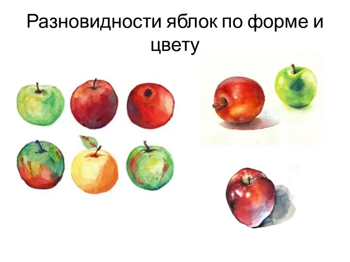 Разновидности яблок по форме и цвету