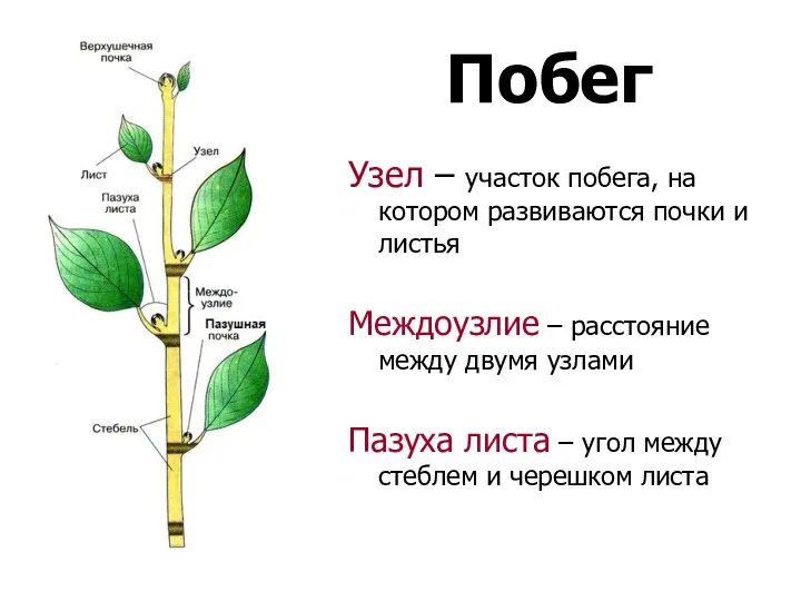 Узел – участок побега, на котором развиваются почки и листья Междоузлие –