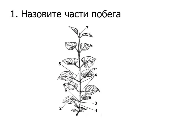 1. Назовите части побега