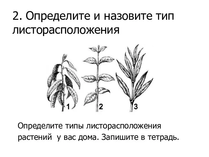 2. Определите и назовите тип листорасположения Определите типы листорасположения растений у вас дома. Запишите в тетрадь.