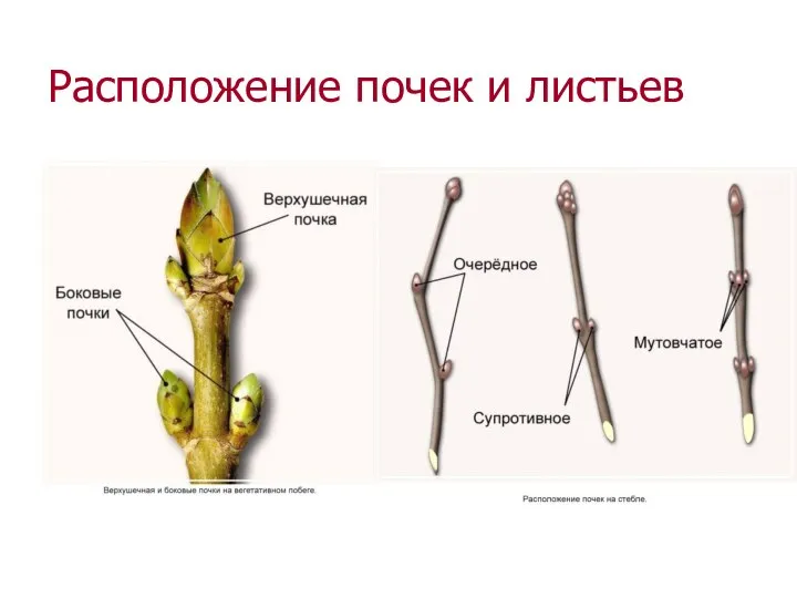 Расположение почек и листьев