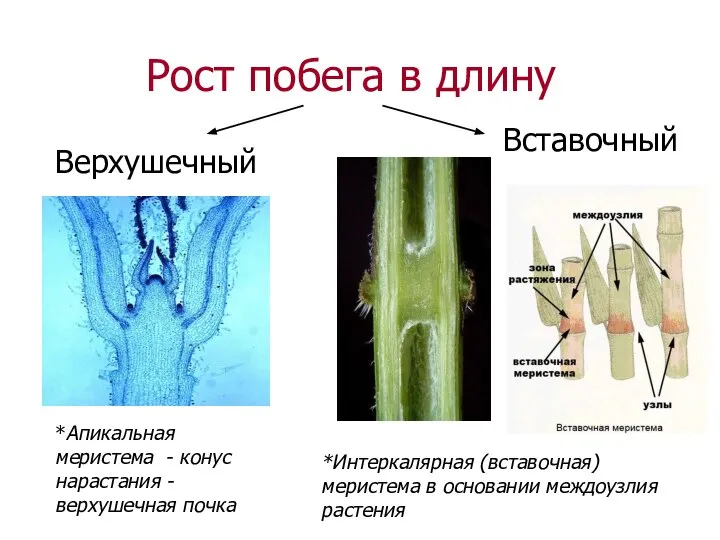 Рост побега в длину Верхушечный Вставочный *Апикальная меристема - конус нарастания -