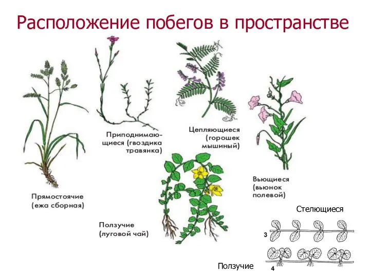 На Расположение побегов в пространстве Стелющиеся Ползучие