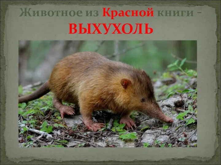 Животное из Красной книги - ВЫХУХОЛЬ