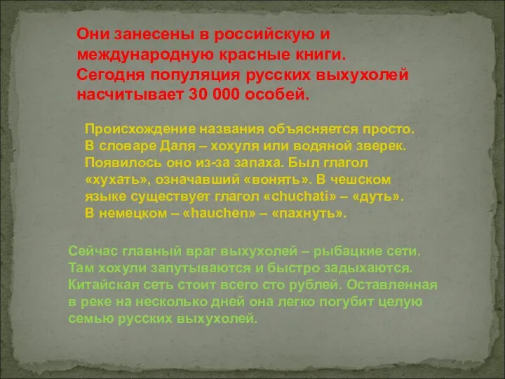 Они занесены в российскую и международную красные книги. Сегодня популяция русских выхухолей