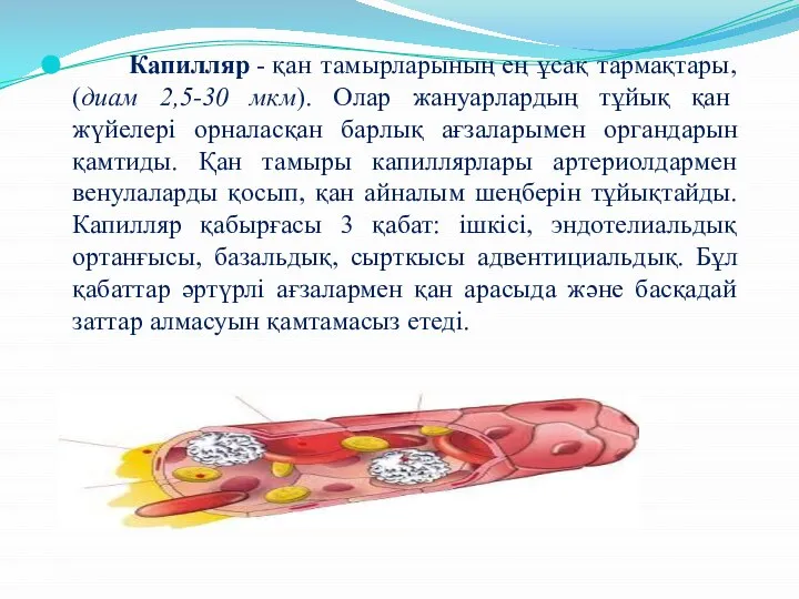 Капилляр - қан тамырларының ең ұсақ тармақтары, (диам 2,5-30 мкм). Олар жануарлардың