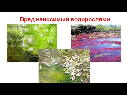 Вред наносимый водорослями