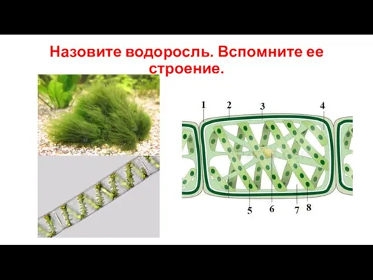 Назовите водоросль. Вспомните ее строение.