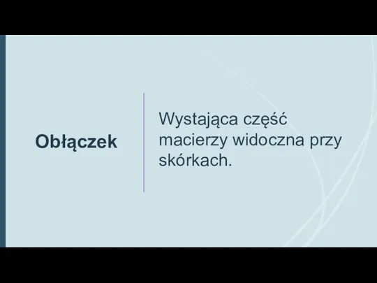 Obłączek Wystająca część macierzy widoczna przy skórkach.