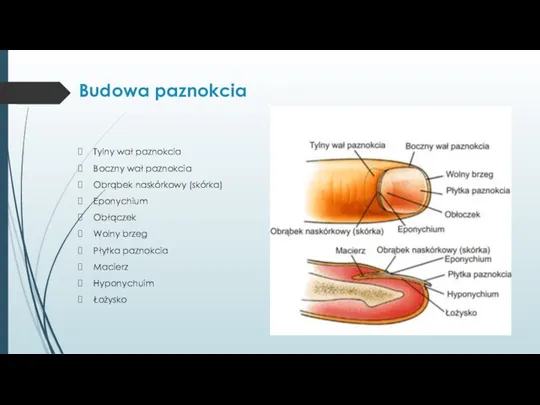 Budowa paznokcia Tylny wał paznokcia Boczny wał paznokcia Obrąbek naskórkowy (skórka) Eponychium