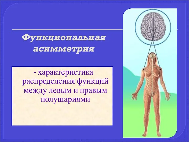 Функциональная асимметрия - характеристика распределения функций между левым и правым полушариями