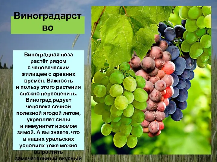 Виноградарство Виноградная лоза растёт рядом с человеческим жилищем с древних времён. Важность