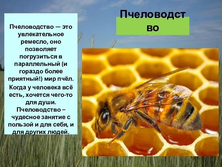 Пчеловодство Пчеловодство — это увлекательное ремесло, оно позволяет погрузиться в параллельный (и