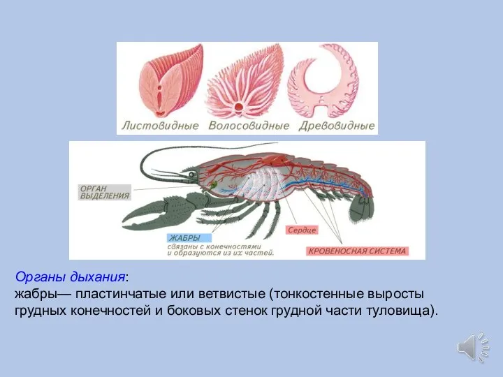 Органы дыхания: жабры— пластинчатые или ветвистые (тонкостенные выросты грудных конечностей и боковых стенок грудной части туловища).