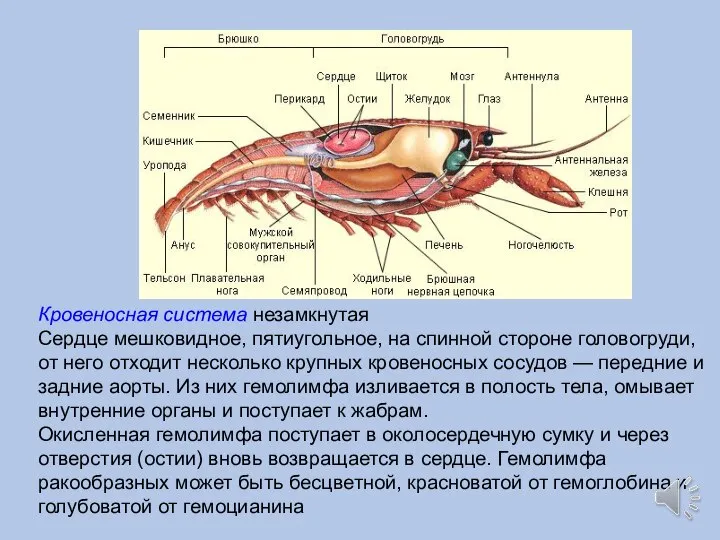Кровеносная система незамкнутая Сердце мешковидное, пятиугольное, на спинной стороне головогруди, от него