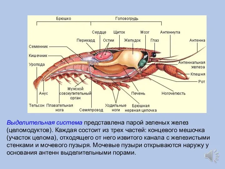 Выделительная система представлена парой зеленых желез (целомодуктов). Каждая состоит из трех частей: