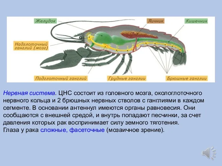 Нервная система. ЦНС состоит из головного мозга, окологлоточного нервного кольца и 2