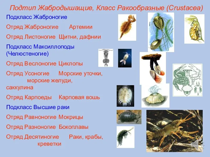 Подтип Жабродышащие, Класс Ракообразные (Crustacea) Подкласс Жаброногие Отряд Жаброногие Артемии Отряд Листоногие