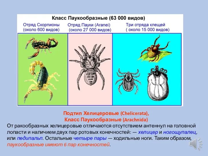 Подтип Хелицеровые (Chelicerata), Класс Паукообразные (Arachnida) От ракообразных хелицеровые отличаются отсутствием антеннул