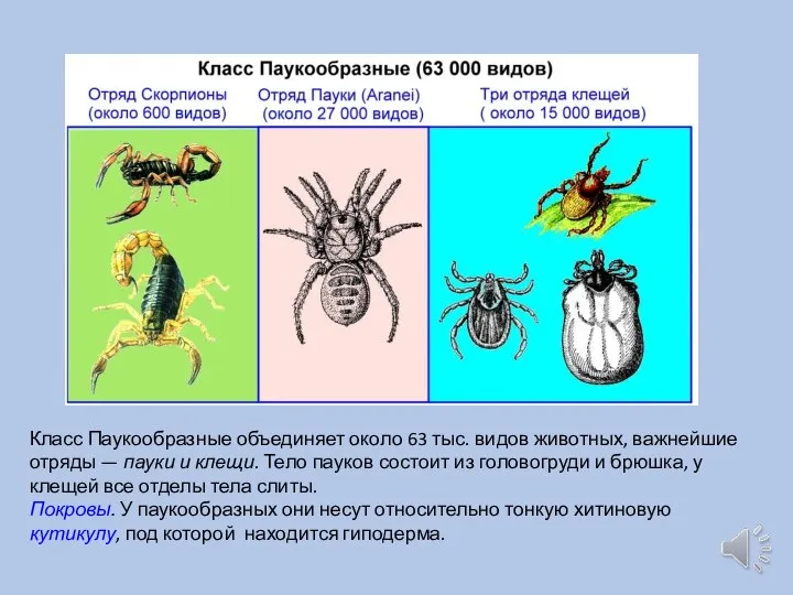 Класс Паукообразные объединяет около 63 тыс. видов животных, важнейшие отряды — пауки