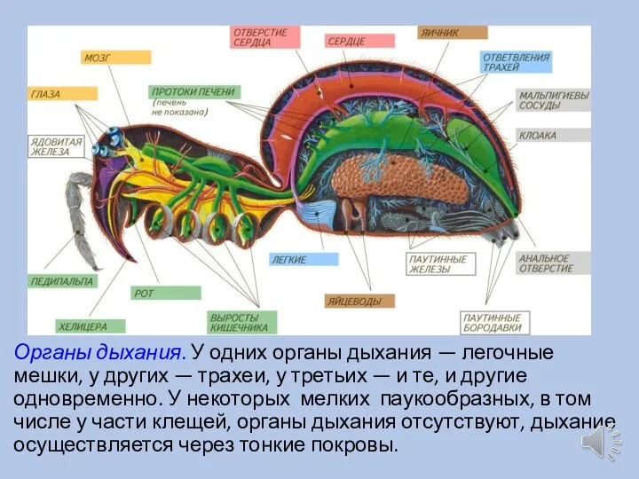 Органы дыхания. У одних органы дыхания — легочные мешки, у других —