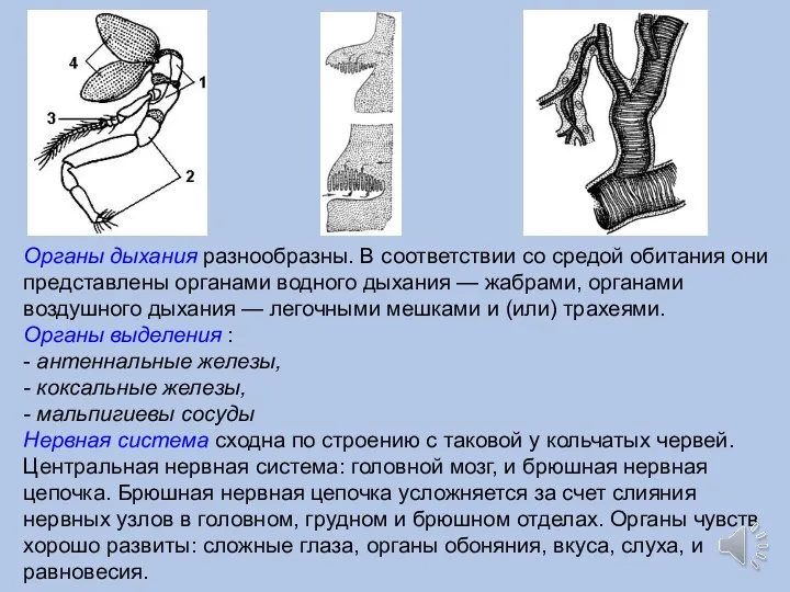 Органы дыхания разнообразны. В соответствии со средой обитания они представлены органами водного