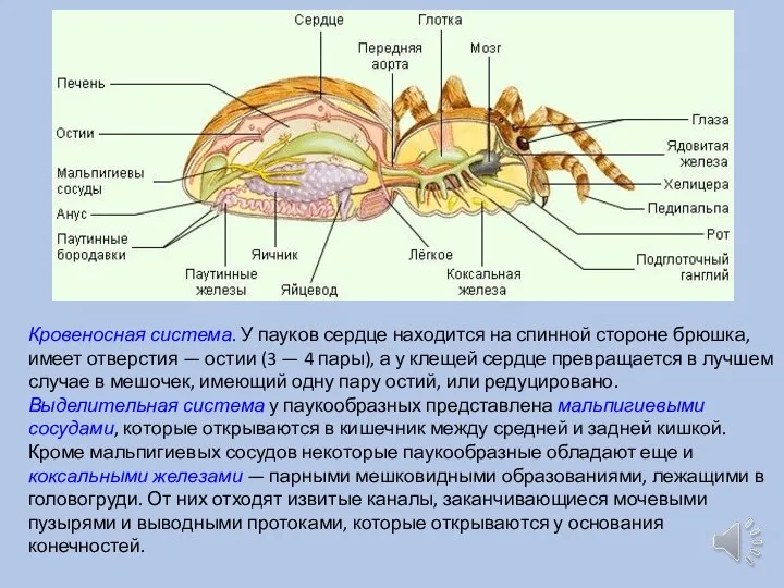 Кровеносная система. У пауков сердце находится на спинной стороне брюшка, имеет отверстия